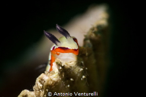 This is Chromodoris fidelis nudibranch. The coat is cream... by Antonio Venturelli 